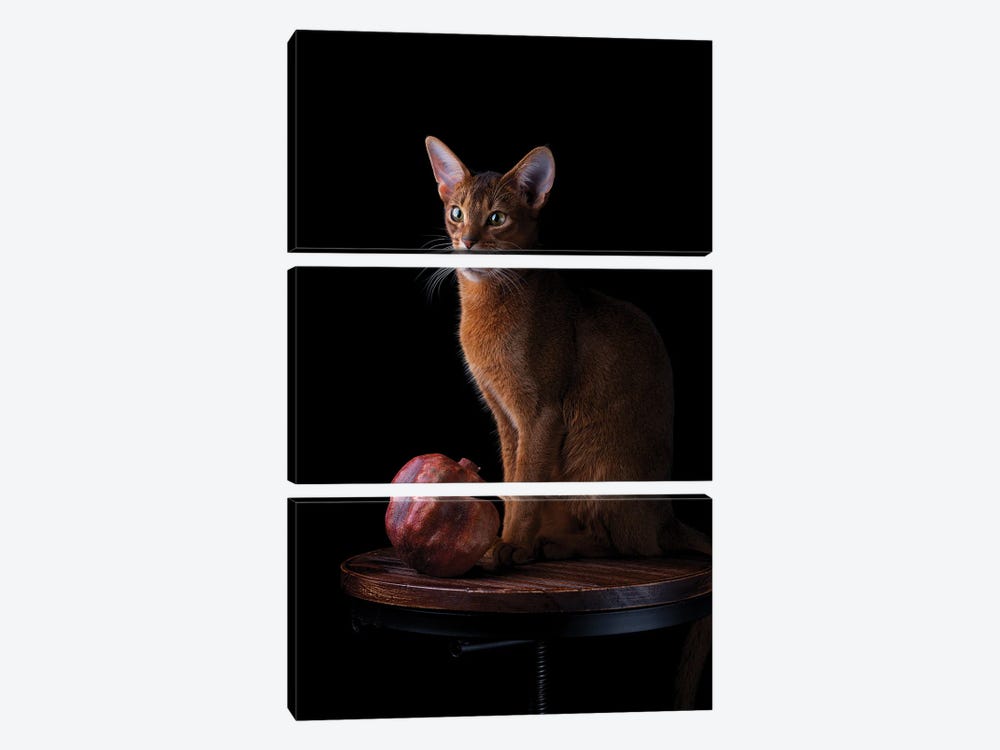 Abyssinian Cat And Pomegranate by Nailia Schwarz 3-piece Canvas Art