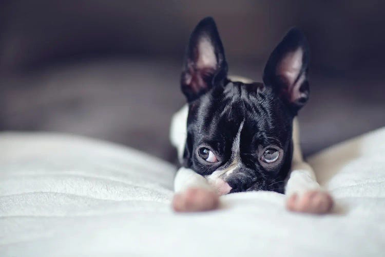 Relax. Boston Terrier Puppy