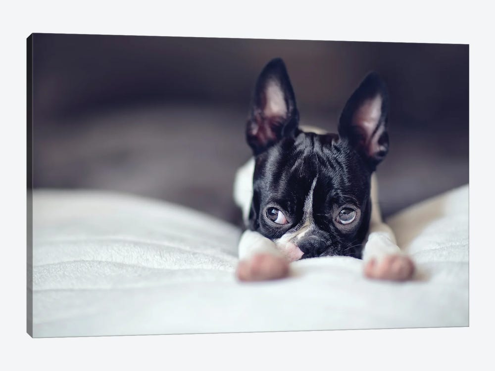 Relax. Boston Terrier Puppy by Nailia Schwarz 1-piece Canvas Print