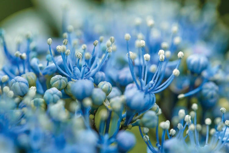 Blue Flowers In Springtime