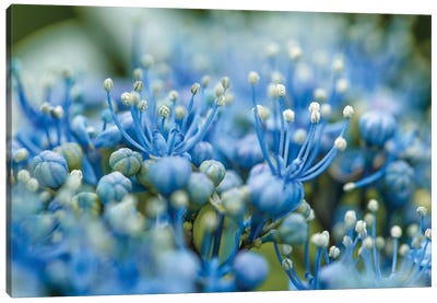 Blue Flowers In Springtime Canvas Art Print - Nailia Schwarz
