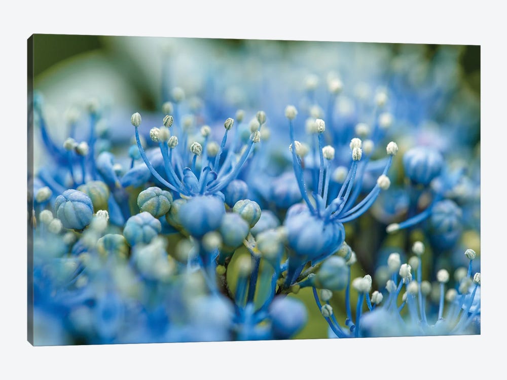 Blue Flowers In Springtime by Nailia Schwarz 1-piece Art Print