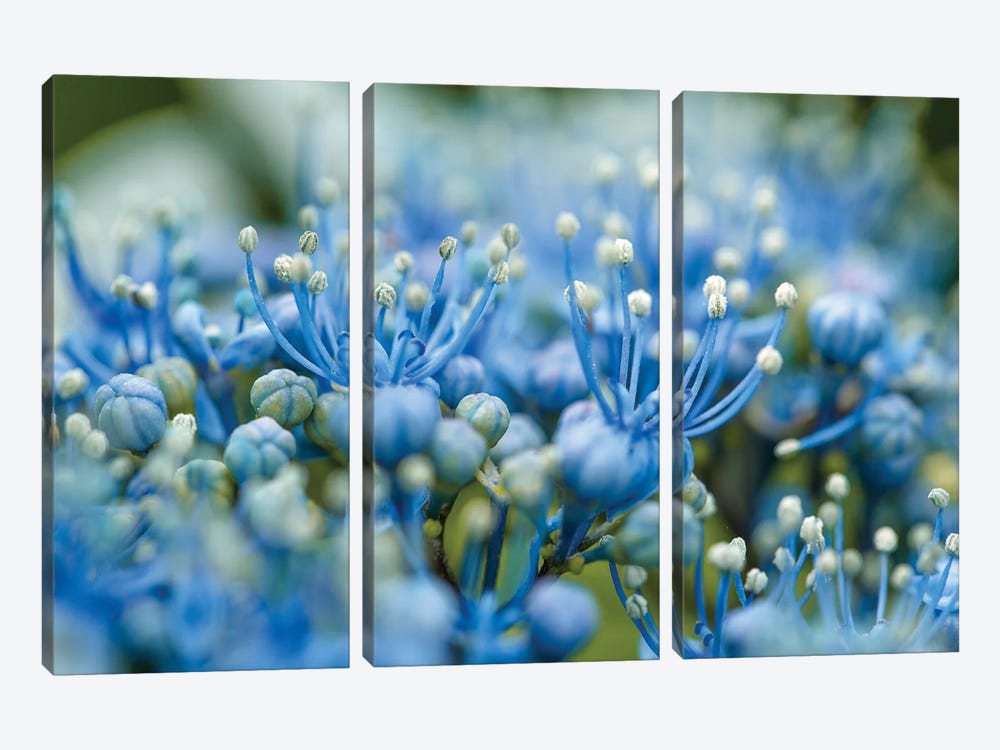 Blue Flowers In Springtime by Nailia Schwarz 3-piece Canvas Print