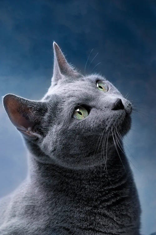 Portrait Of A Russian Blue Cat