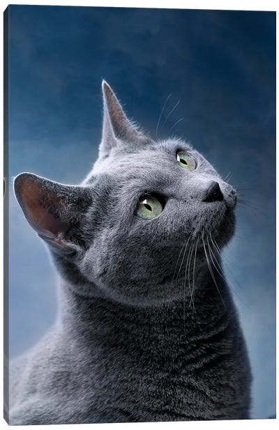 Portrait Of A Russian Blue Cat Canvas Art Print - Macro Photography