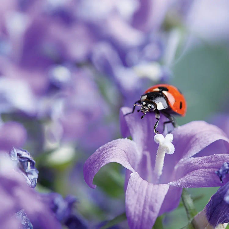 Ladybird In Blue