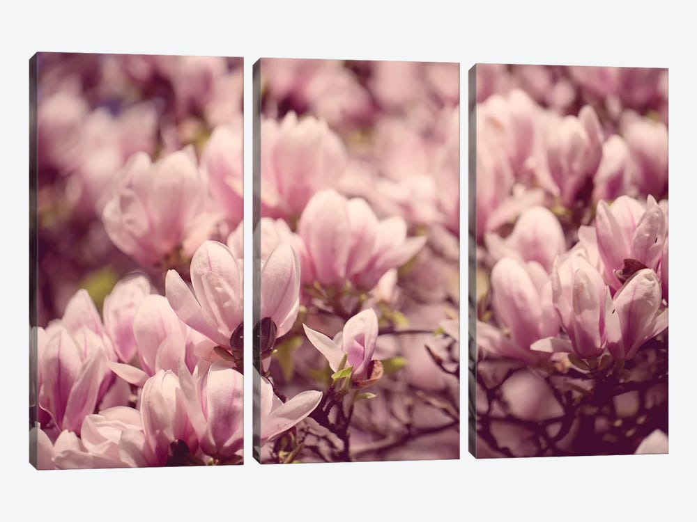 Magnolia In The Spring Canvas Art Print by Nailia Schwarz | iCanvas