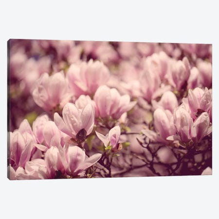 Magnolia In The Spring Canvas Print #NSZ183} by Nailia Schwarz Canvas Print