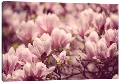 Magnolia In The Spring Canvas Art Print - Monochromatic Photography