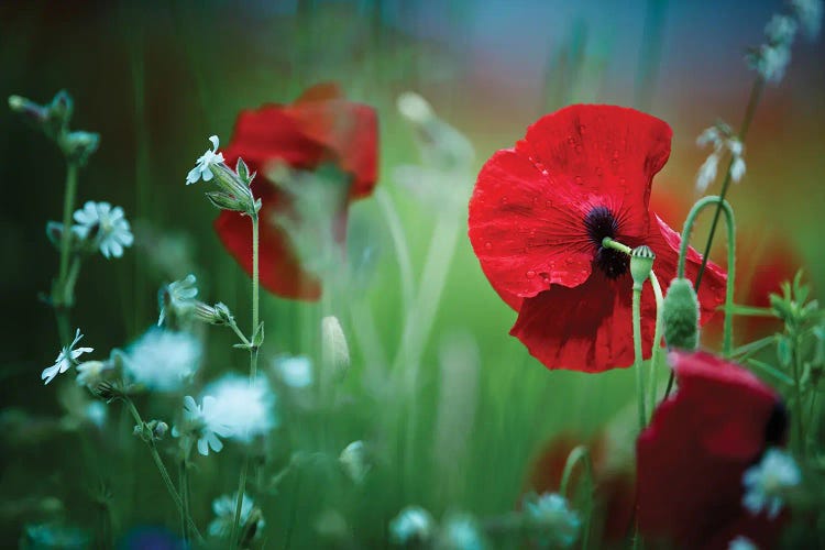 Poppy Field, Summertime I