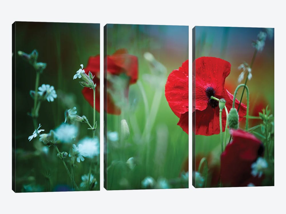 Poppy Field, Summertime I by Nailia Schwarz 3-piece Canvas Print