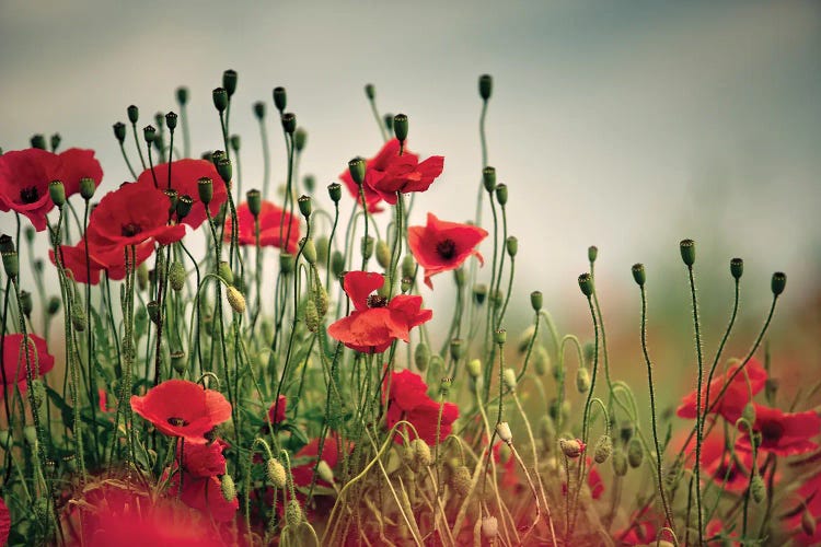 Poppy Field, Summertime III