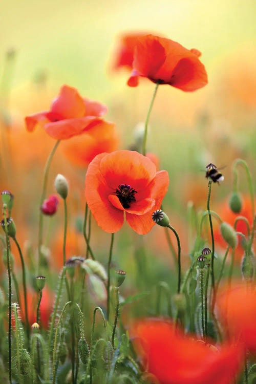 Poppy Field, Summertime IV