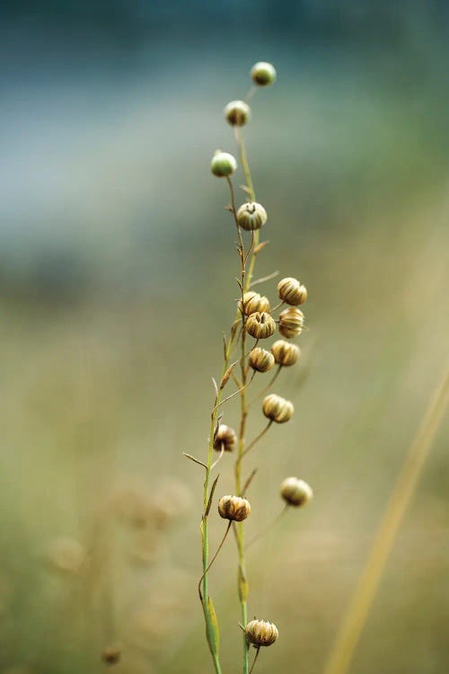 In The Field