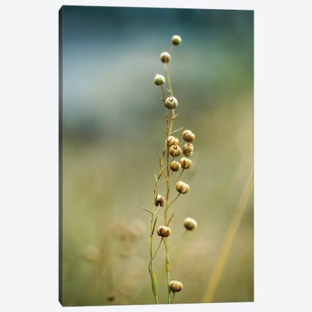 In The Field Canvas Print #NSZ188} by Nailia Schwarz Canvas Print