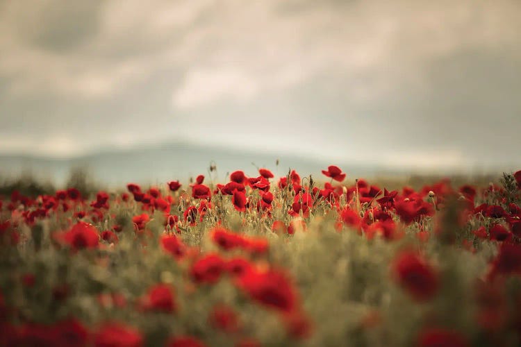 Poppy Field, Summertime V