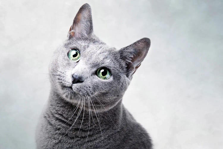 Russian Blue Cat