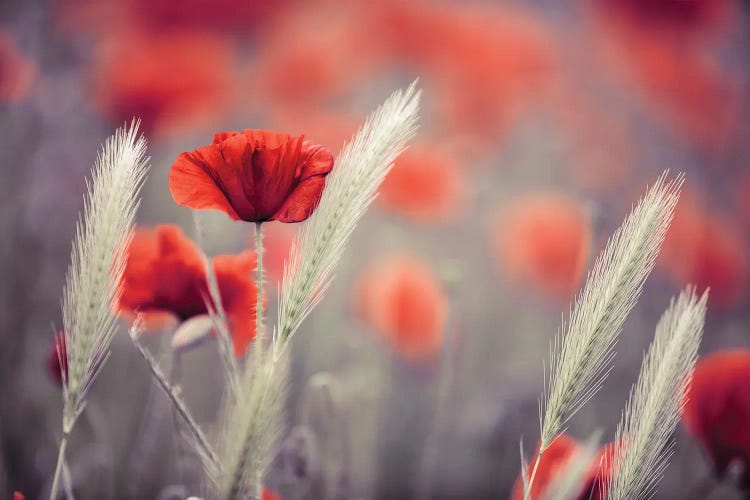 Poppy Field, Summertime Vi