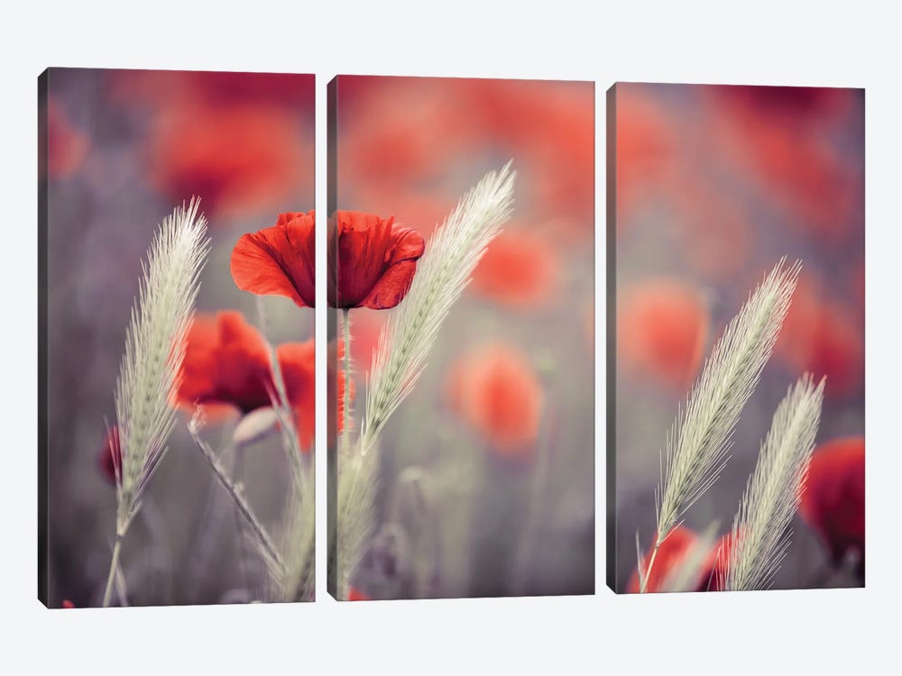 Poppy Field, Summertime Vi by Nailia Schwarz 3-piece Canvas Print