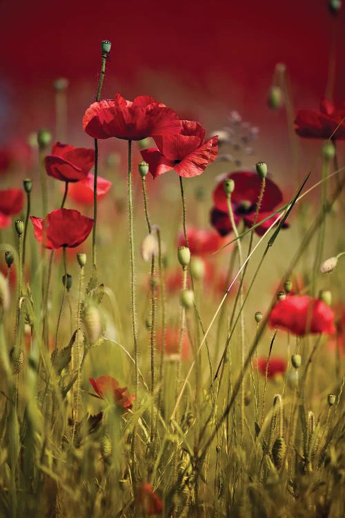 Poppy Field, Summertime VII