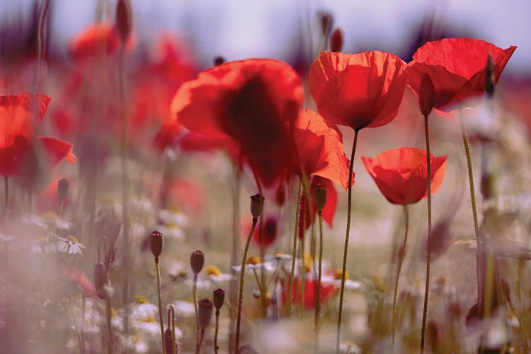 Poppy Field, Summertime VIII