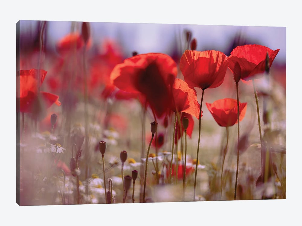 Poppy Field, Summertime VIII by Nailia Schwarz 1-piece Canvas Print