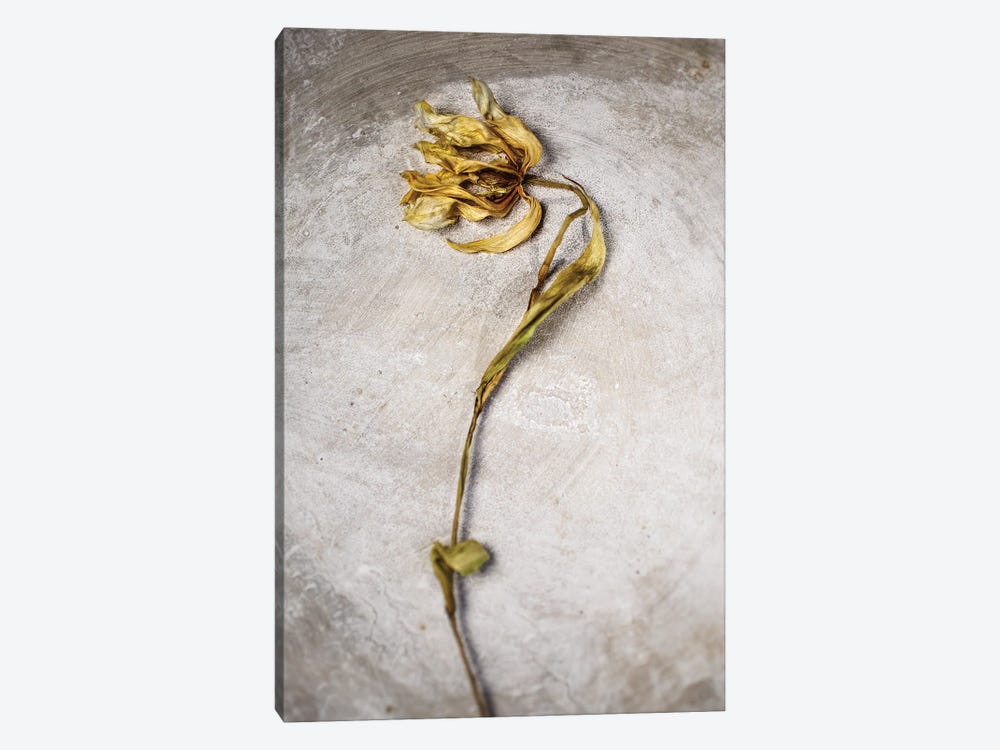A Dead Tulip by Nailia Schwarz 1-piece Art Print