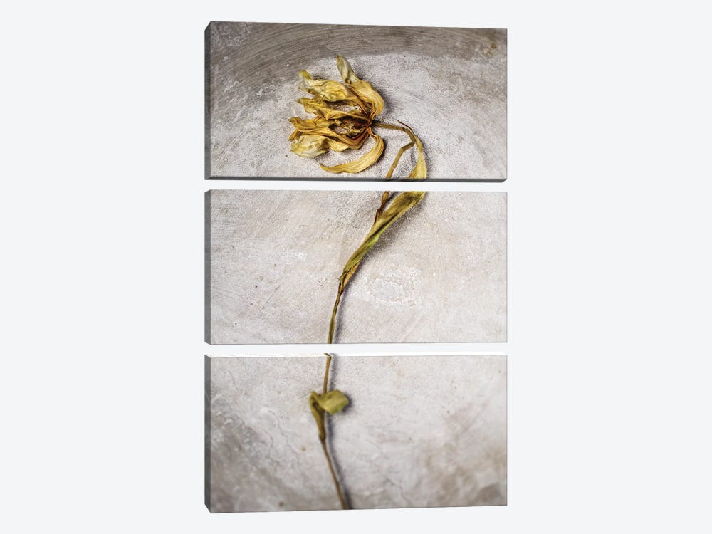 A Dead Tulip by Nailia Schwarz 3-piece Canvas Art Print