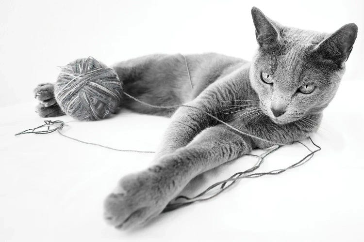 Russian Blue Cat, Relax