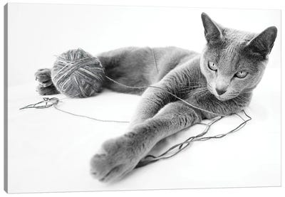 Russian Blue Cat, Relax Canvas Art Print - Nailia Schwarz
