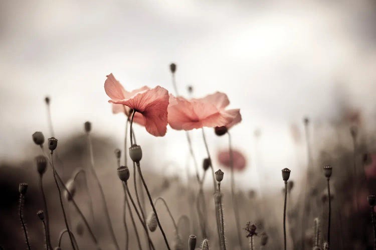 Poppy Field X