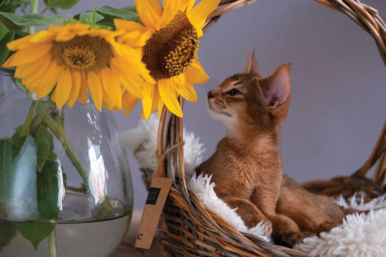 Abyssinian Cat