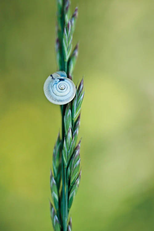 Snail On Grass