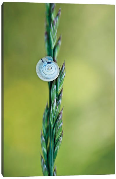 Snail On Grass Canvas Art Print - Celery