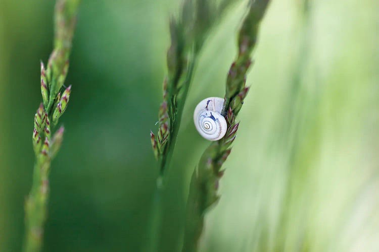 Snail On Grass II