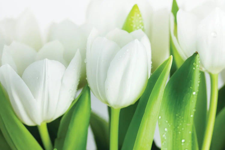 White Tulips