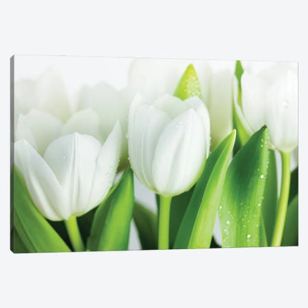 White Tulips Canvas Print #NSZ202} by Nailia Schwarz Canvas Art