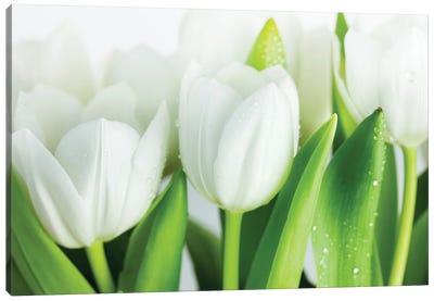 White Tulips Canvas Art Print - Nailia Schwarz