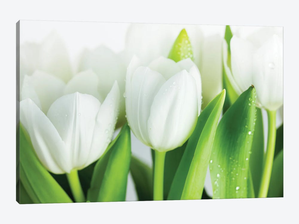 White Tulips by Nailia Schwarz 1-piece Canvas Art Print