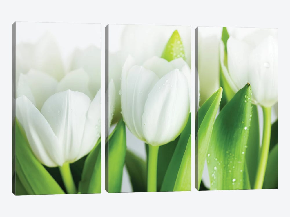 White Tulips by Nailia Schwarz 3-piece Canvas Art Print