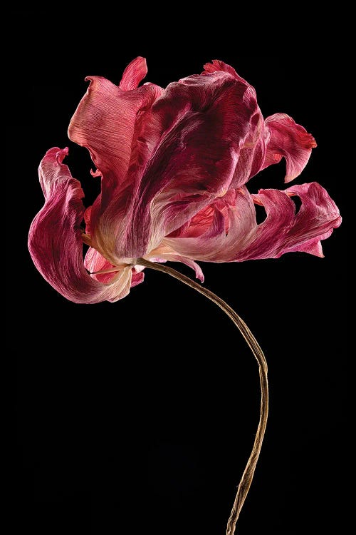 Tulip I