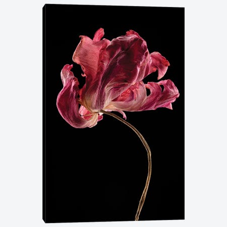 Tulip I Canvas Print #NSZ203} by Nailia Schwarz Canvas Artwork