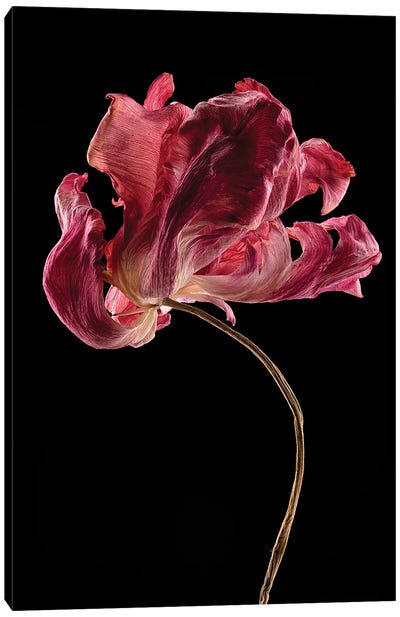 Tulip I Canvas Art Print - Nailia Schwarz