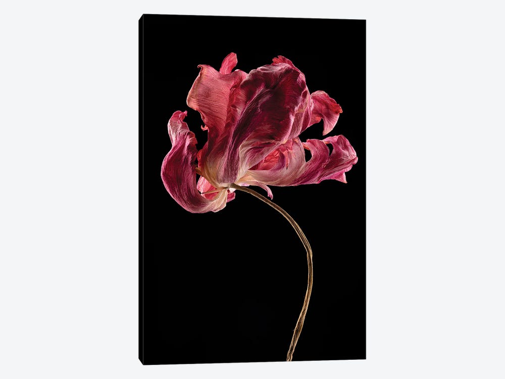 Tulip I by Nailia Schwarz 1-piece Canvas Art