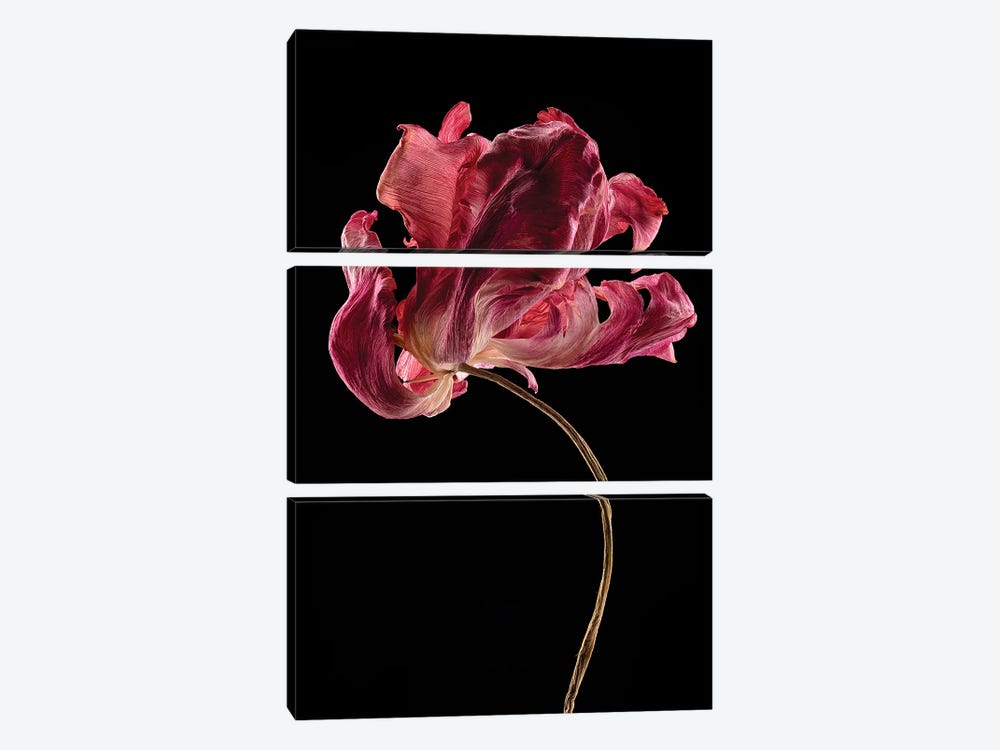 Tulip I by Nailia Schwarz 3-piece Canvas Artwork