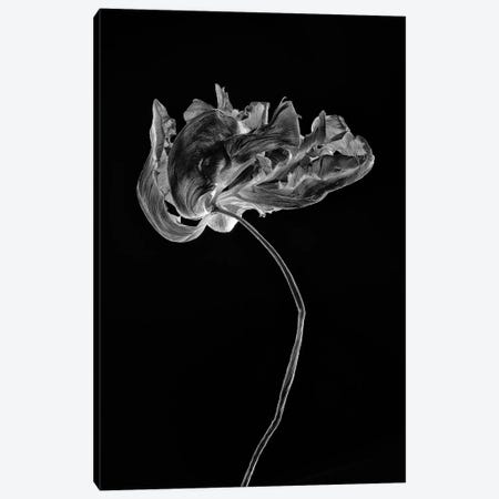 Tulip V Canvas Print #NSZ207} by Nailia Schwarz Canvas Print