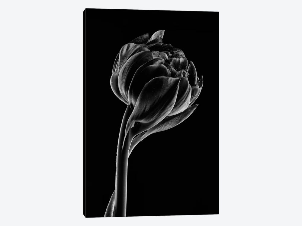 Tulip VI by Nailia Schwarz 1-piece Canvas Print