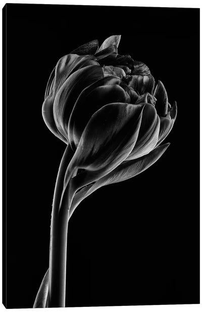 Tulip VI Canvas Art Print - Nailia Schwarz