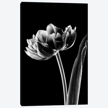 Tulip VIII Canvas Print #NSZ210} by Nailia Schwarz Canvas Art Print