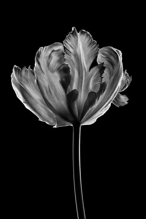 Tulip X